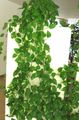 Photo Hanging Plant Epipremnum Indoor Plants growing and characteristics