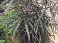 dark green Indoor Plants False Aralia tree, Dizygotheca elegantissima characteristics, Photo
