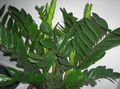 Photo Herbaceous Plant Fat Boy Indoor Plants growing and characteristics