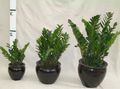 dark green Indoor Plants Fat Boy, Zamiaculcas zamiifolia characteristics, Photo