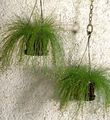 Photo Herbaceous Plant Fiber-optic grass Indoor Plants growing and characteristics