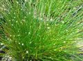 зелен Интериорни растения Фиброоптичен Трева, Isolepis cernua, Scirpus cernuus характеристики, снимка