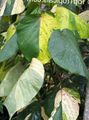 Photo Shrub Fire Dragon Acalypha, Hoja de Cobre, Copper Leaf Indoor Plants growing and characteristics