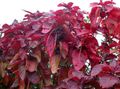 Foto Sträucher Feuerdrache Acalypha, Hoja De Cobre Kupferblatt Topfpflanzen wächst und Merkmale