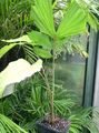 Photo Tree Fishtail Palm Indoor Plants growing and characteristics
