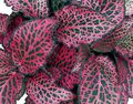 Photo  Fittonia, Nerve Plant  growing and characteristics