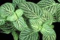 motley Fittonia, Nerve Plant characteristics, Photo