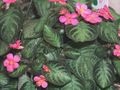 Photo Hanging Plant Flame Violet,  Indoor Plants growing and characteristics