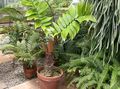 მწვანე შიდა მცენარეები Florida მარანთა ხე, Zamia მახასიათებლები, სურათი