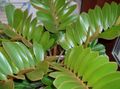 yeşil Kapalı bitkiler Florida Ararot ağaç, Zamia özellikleri, fotoğraf