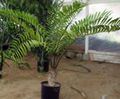 Foto Bäume Florida Maranta Topfpflanzen wächst und Merkmale