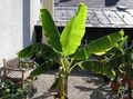 zelená Pokojové rostliny Kvetoucí Banán stromy, Musa coccinea charakteristiky, fotografie