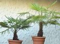 Foto Bäume Fortunei Palm Topfpflanzen wächst und Merkmale