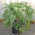 Photo Tree Fountain Palm Indoor Plants growing and characteristics
