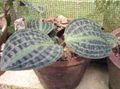 motley Geogenanthus, Seersucker Plant characteristics, Photo