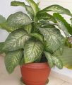 Photo Herbaceous Plant Giant Dumb Cane, Dieffenbachia Indoor Plants growing and characteristics