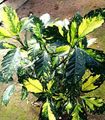 Photo Shrub Gold Dust Tree, Aucuba japonica Indoor Plants growing and characteristics