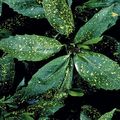 motley Indoor Plants Gold Dust Tree, Aucuba japonica shrub characteristics, Photo