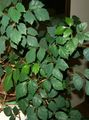 tamsiai žalia Vidinis augalai Vynuogių Gebenės, Ąžuolo Lapų Gebenės, Cissus charakteristikos, Nuotrauka