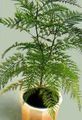 verde Plante de Interior Grevillea copac caracteristici, fotografie