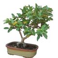 Photo Tree Guava, Tropical Guava Indoor Plants growing and characteristics