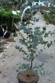 zelená Pokojové rostliny Gum Tree stromy, Eucalyptus charakteristiky, fotografie