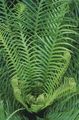 green Indoor Plants Hard Fern, Blechnum gibbum characteristics, Photo