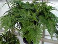 Photo Herbaceous Plant Hare's Foot Fern Indoor Plants growing and characteristics