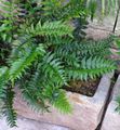 Photo Herbaceous Plant Holly fern Indoor Plants growing and characteristics