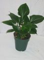 Photo Herbaceous Plant Homalomena Indoor Plants growing and characteristics
