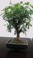 Photo  Jabily, Elephant Tree Indoor Plants growing and characteristics