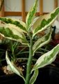rengârenk Kapalı bitkiler Jacobs Merdiveni, Şeytanlar Omurga çalı, Pedilanthus özellikleri, fotoğraf