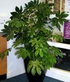 Photo Herbaceous Plant Japanese Aralia Indoor Plants growing and characteristics