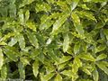 Foto Sträucher Japanese Lorbeer, Pittosporum Tobira Topfpflanzen wächst und Merkmale