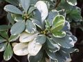 pestrý Vnútorné Rastliny Japonský Vavrín, Pittosporum Tobira kríki vlastnosti, fotografie