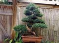 Photo Tree Japanese Yew Indoor Plants growing and characteristics