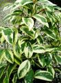 motley Indoor Plants Kadsura liana characteristics, Photo