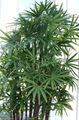 Photo Tree Lady Palm Indoor Plants growing and characteristics