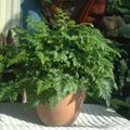 Photo Herbaceous Plant Leatherleaf fern Indoor Plants growing and characteristics