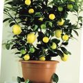 Photo Tree Lemon Indoor Plants growing and characteristics