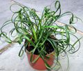 Photo Herbaceous Plant Lily Turfs Indoor Plants growing and characteristics