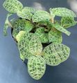 rengârenk Kapalı bitkiler Macodes özellikleri, fotoğraf