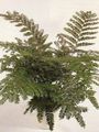 green Indoor Plants Mahogany Fern, Terrestrial Fern, Didymochlaena characteristics, Photo