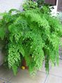 light green Indoor Plants Maidenhair Fern, Adiantum characteristics, Photo