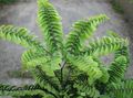 light green Indoor Plants Maidenhair Fern, Adiantum characteristics, Photo