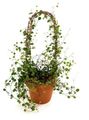 grön Krukväxter Mossa Vinstockar, Muehlenbeckia egenskaper, Fil