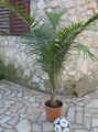 Foto Bäume Majestät Palme Topfpflanzen wächst und Merkmale