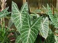 Foto Grasig Malanga, Yautia Topfpflanzen wächst und Merkmale