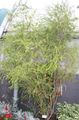 Photo Tree Melaleuca Indoor Plants growing and characteristics
