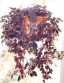 Photo Hanging Plant Mikania ternata Indoor Plants growing and characteristics